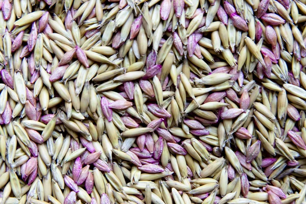 Background of dry seeds — Stock Photo, Image