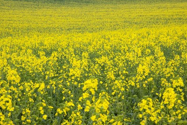 Желтое поле изнасилования — стоковое фото