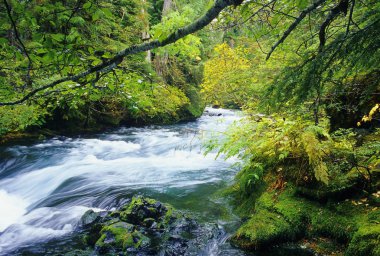 McKenzie River clipart