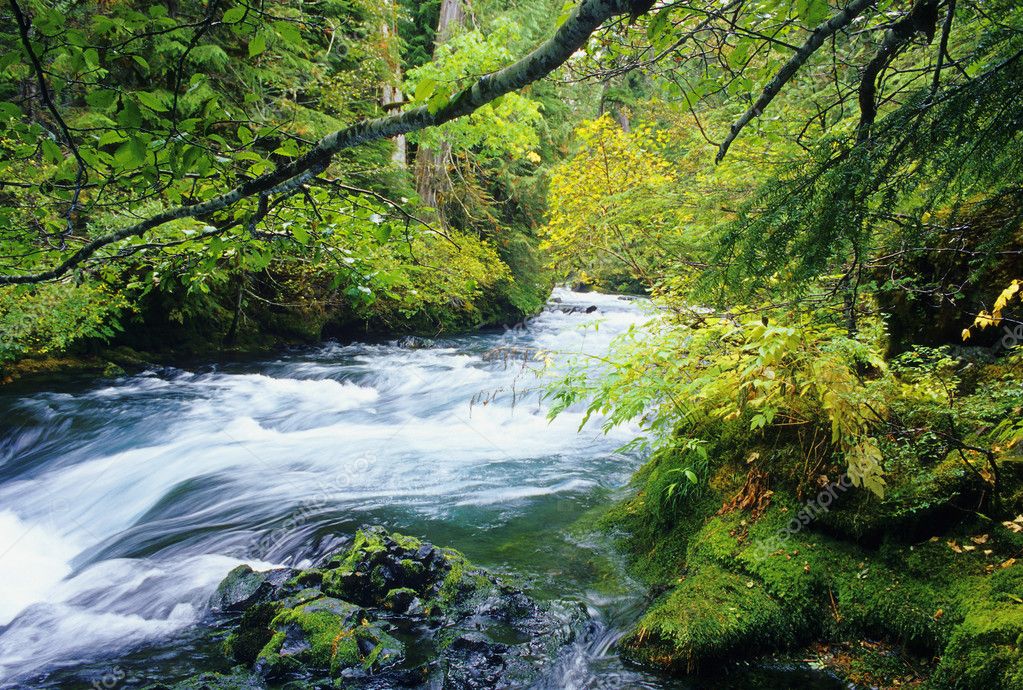 McKenzie River — Stock Photo © PJ1960 #2894378