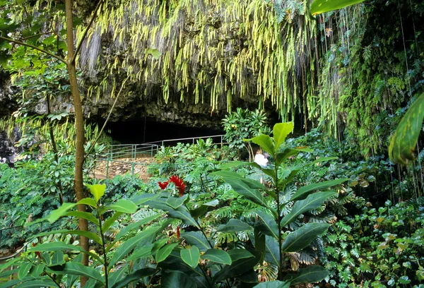 シダの洞窟 — ストック写真