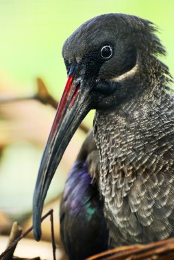 Hadeda hadada Ibis