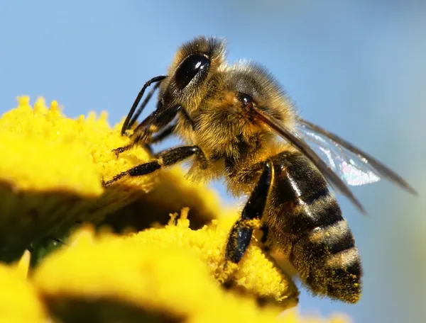 Honigbiene mit gelben Blüten bestäubt lizenzfreie Stockfotos