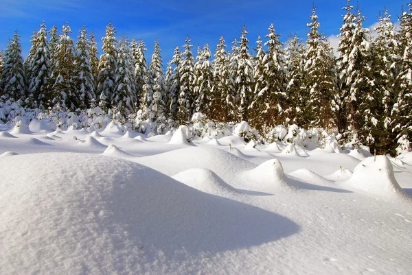 Зимний пейзаж со снежной поляной — стоковое фото