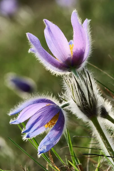 Flowers of pasqueflower — Stock Photo, Image