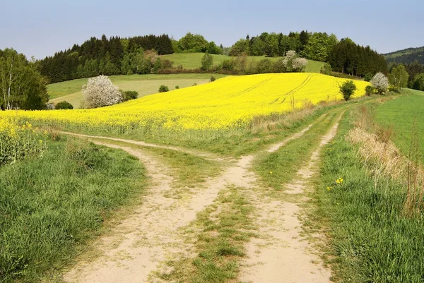 Widok na pole ścieżka i żółte pole rzepaku — Zdjęcie stockowe