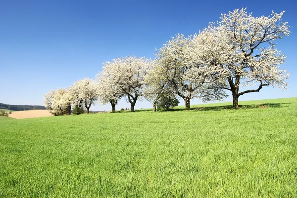 Aleja drzew kwitnących wiśni — Zdjęcie stockowe