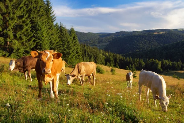 Cow grazing on the meadow — Stock Photo, Image