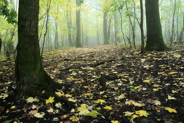 Pădure de toamnă — Fotografie, imagine de stoc