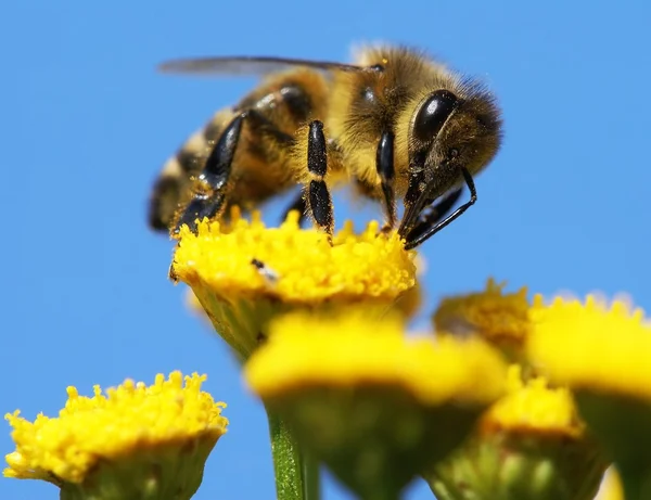 Abeja abeja polinizada de flor amarilla —  Fotos de Stock