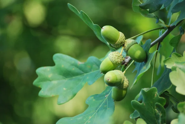 stock image Acorns on green background