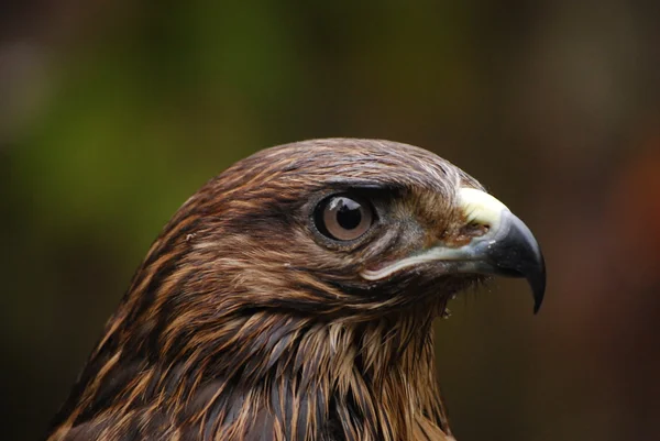 stock image Eagle head