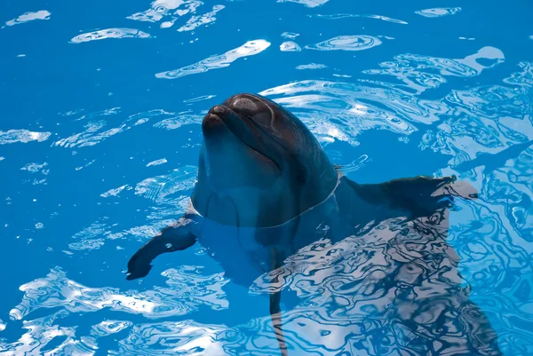 Delfin w wodzie — Zdjęcie stockowe