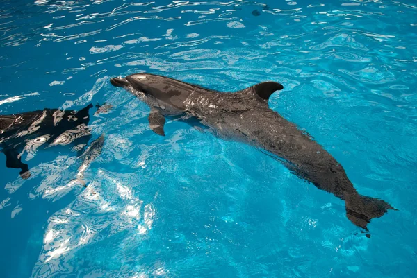 Delfiini — kuvapankkivalokuva