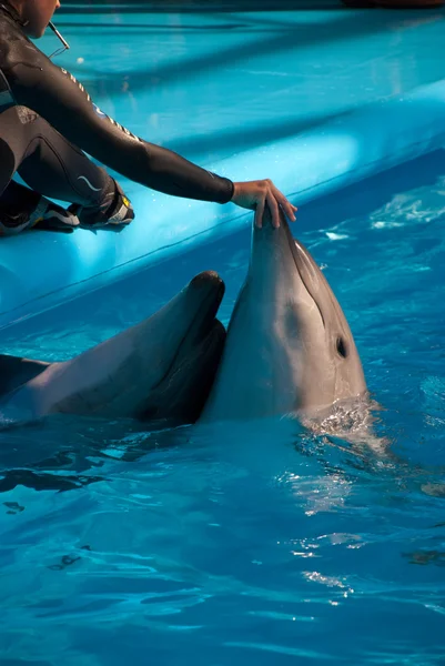 Dwa delfiny — Zdjęcie stockowe