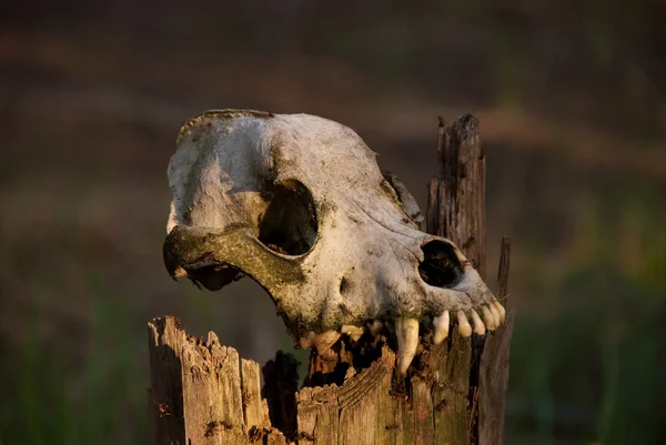 stock image Skull of a dog