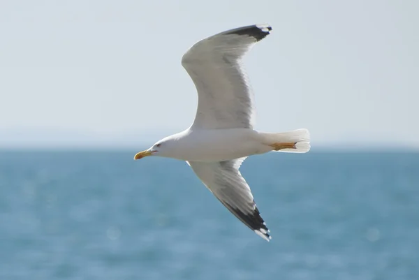 stock image Seagull in flight