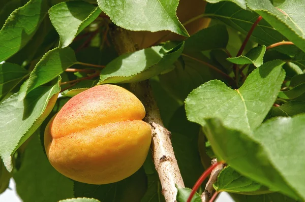 Apricot on a tree Stock Image