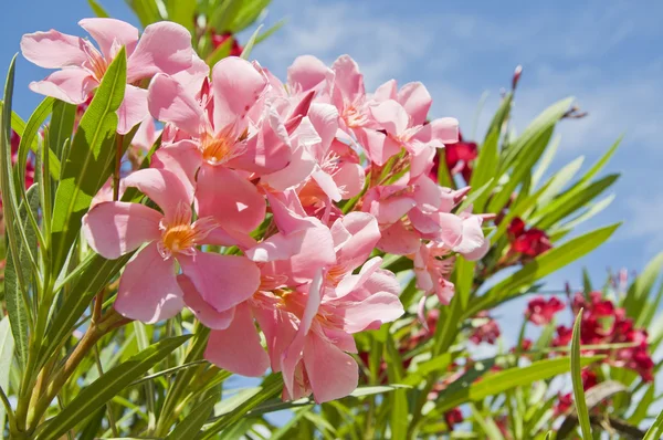 stock image Oleander pink and red