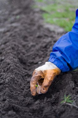 Planting of garlic clipart