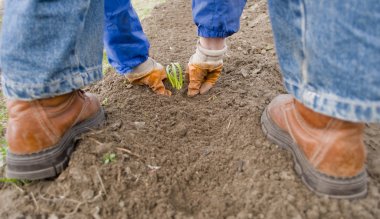 Planting of onion clipart