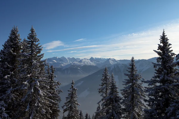 山アルプス オーストリア風景クリスマス休日幻想的な空と木々 — ストック写真