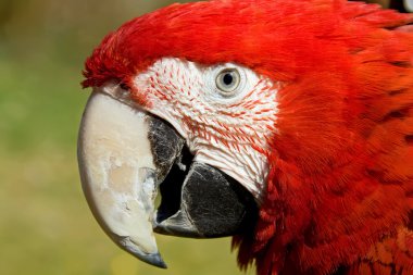 Kırmızı Amerika papağanı