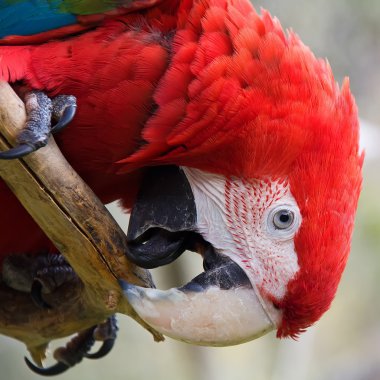 Red macaw clipart