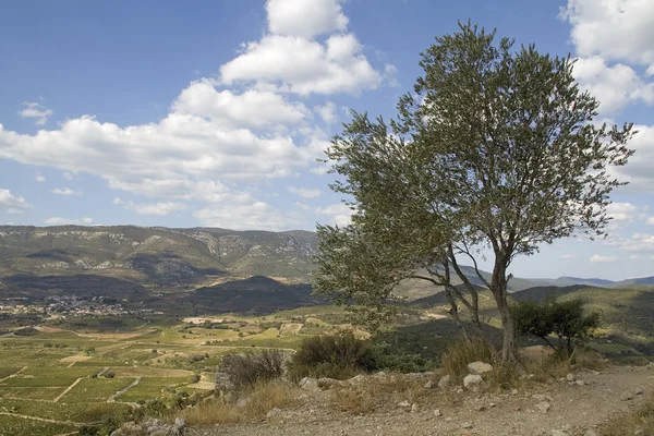 Languedoc - панорамный вид — стоковое фото
