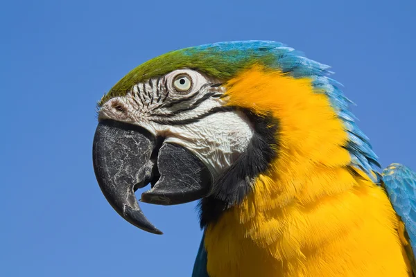 Portrait d'un perroquet aras — Photo