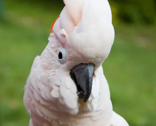 Portrét papoušek kakadu — Stock fotografie