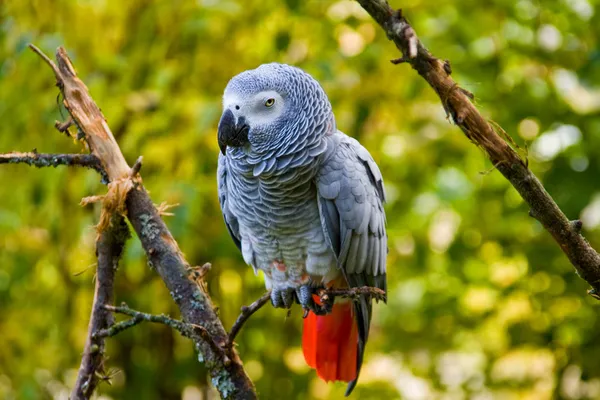 Grå papegoja — Stockfoto