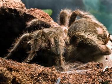 Bird eating spider clipart