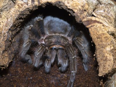 Bird eating spider clipart