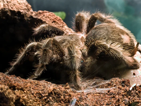 새 먹는 거미 — 스톡 사진
