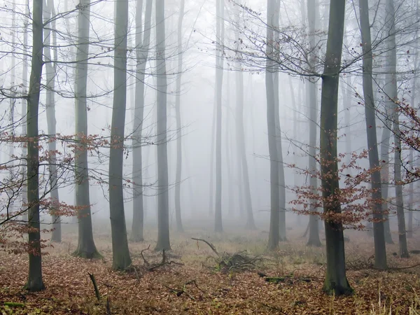 Floresta silenciosa no outono — Fotografia de Stock
