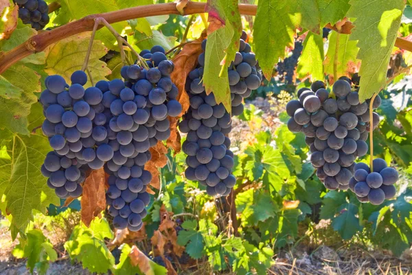 Голубой виноград — стоковое фото