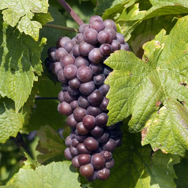 Łagodny winogrona granatowe — Zdjęcie stockowe