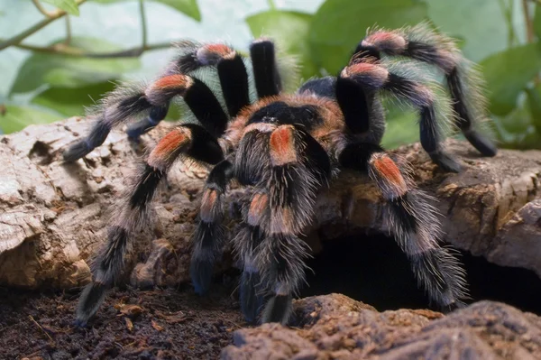 새 먹는 거미 — 스톡 사진