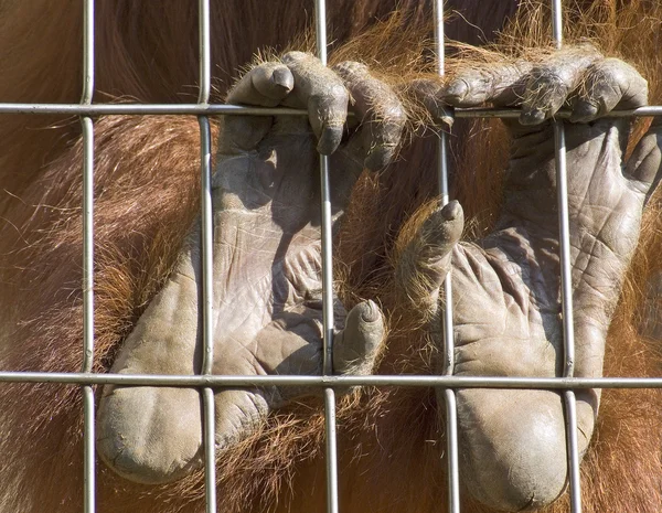 Hendene til en orang utan – stockfoto