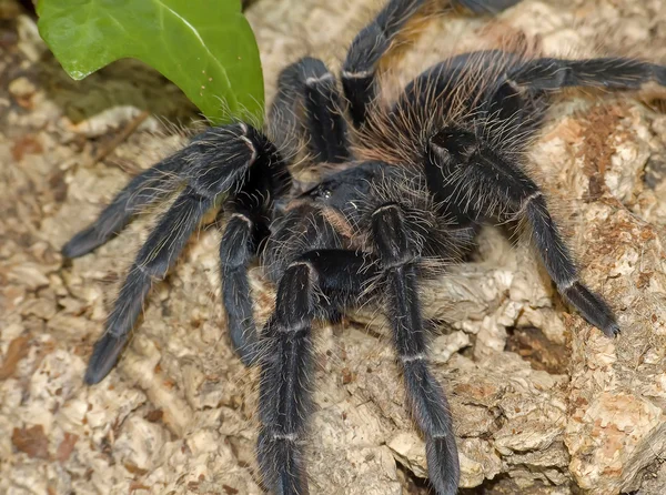 Πουλί διατροφικές αράχνη — Φωτογραφία Αρχείου