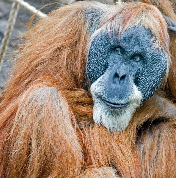 Stock image Old orang