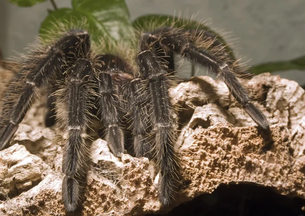 Vogels eten spider - tarantula — Stockfoto