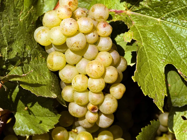 Mellow whie grapes — Stock Photo, Image