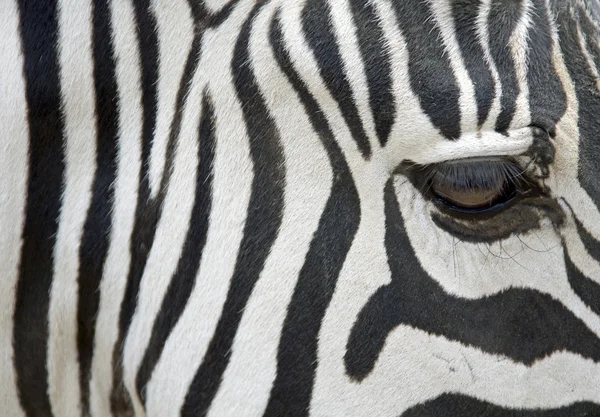 Zebra - close-up — Fotografia de Stock