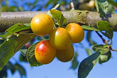 Olgun mirabelles