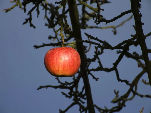 La dernière pomme de l'automne — Photo