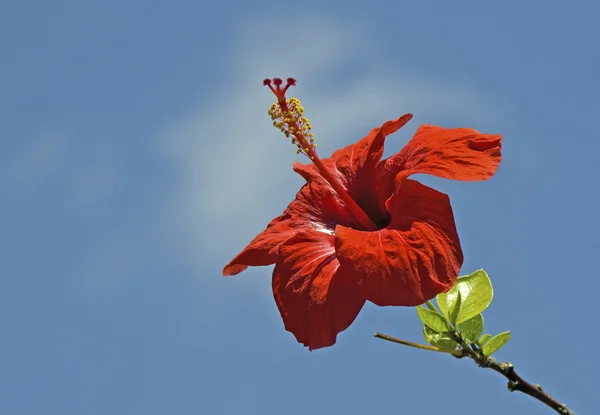 stock image Hibiscus