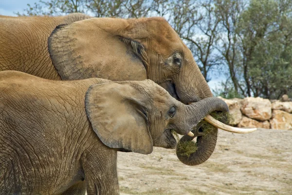 stock image Elephants