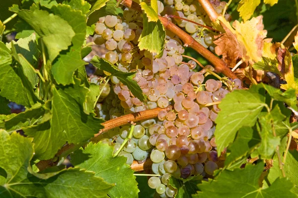 Łagodny białych winogron — Zdjęcie stockowe